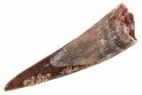 Fossil Pterosaur (Siroccopteryx) Tooth - Morocco #360007-1